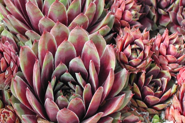 Hens and Chicks