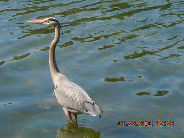 bird tom