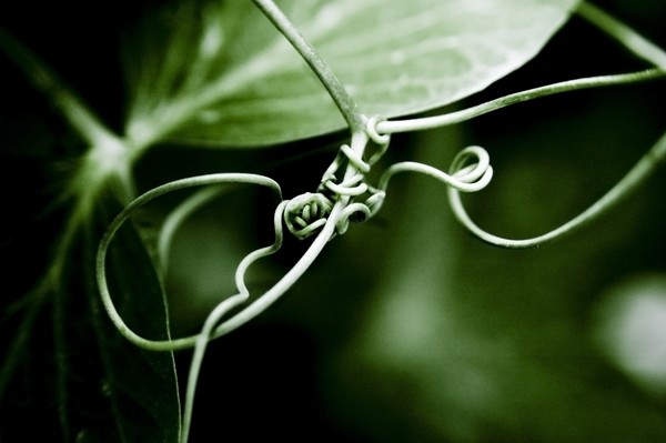 Dualing Snap Peas