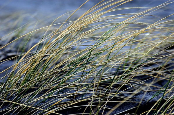Blue Grass