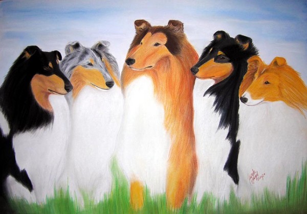 Collies