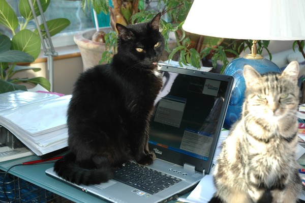 you've deleted half my essay!