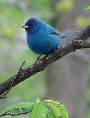 Indigo Bunting