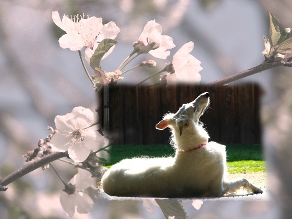 Spring sun worshiper
