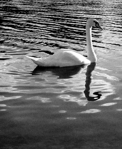 Granger's Swan in Black and White