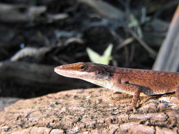lizard