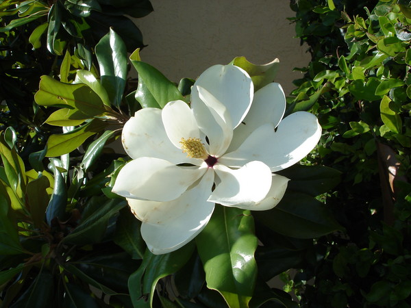 sweet magnolia