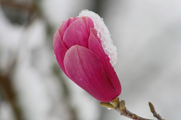 Tulip Tree Bloom