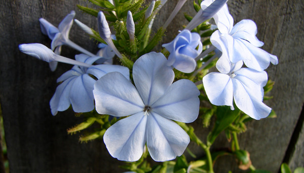 Blue Flower