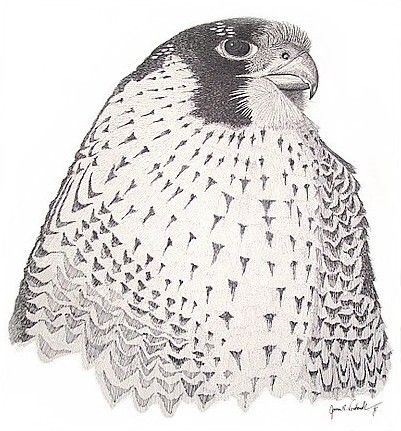 Peregrine Falcon