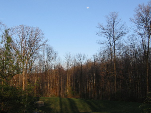 Moonlite Evening