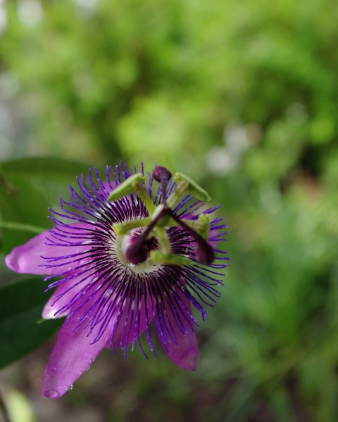 Passion Flower
