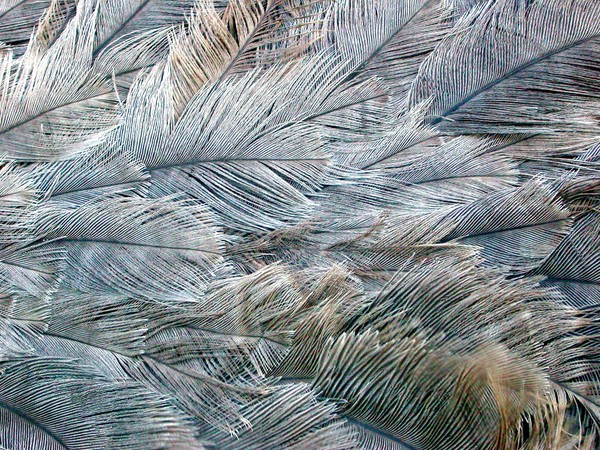 Plumage