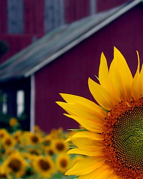 sunflower