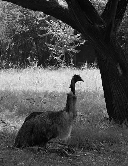 Bird