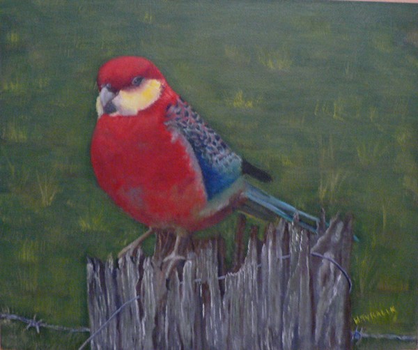 Western Rosella