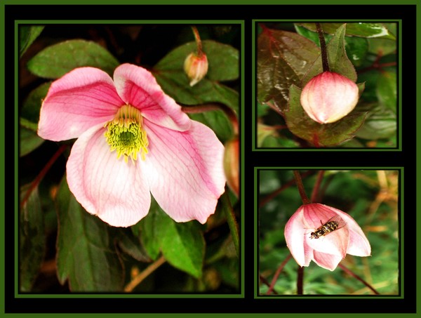 the life of a clematis flower