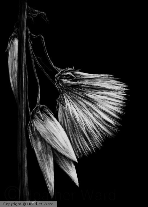 Cottongrass