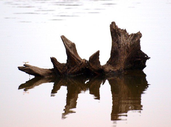 Reflected Wood 35