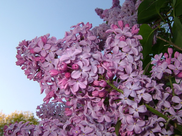 Lilacs