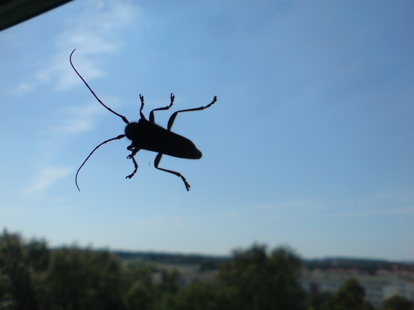 Bug