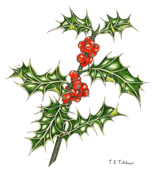 Holly