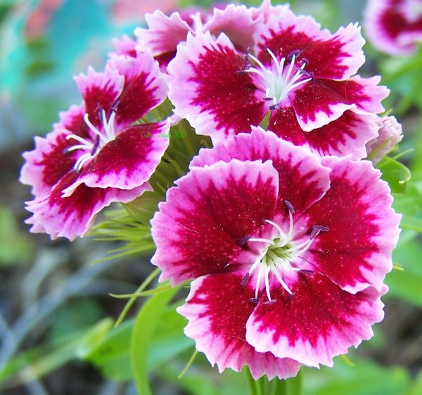 God's Flowers