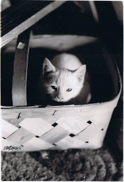 Basket Full of Charlemagne