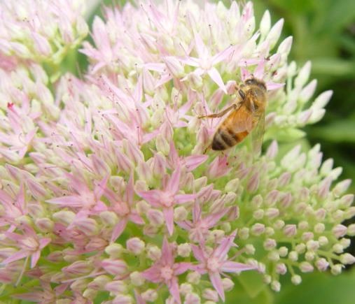 Honey Bee