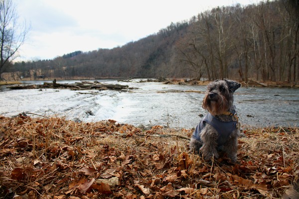 Thor at Foster Falls