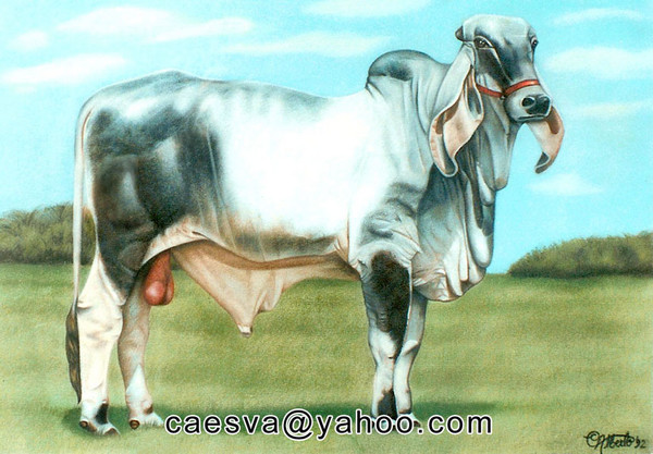 Zebu Bull