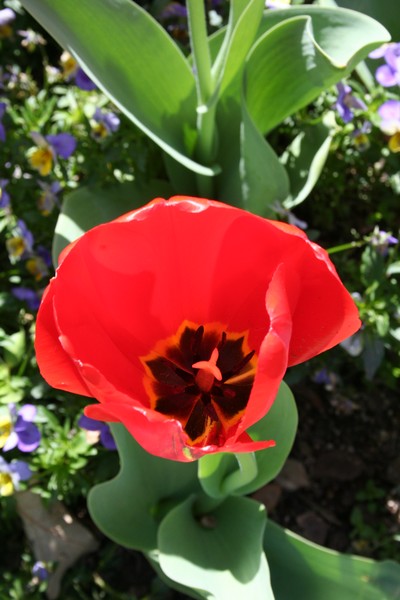 The Inside of a Red Tulip