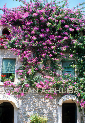 Bougainvillia