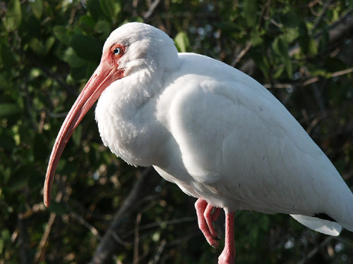 Ibis2