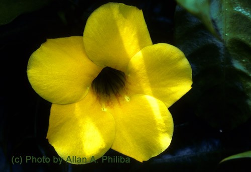 Yellow Flower
