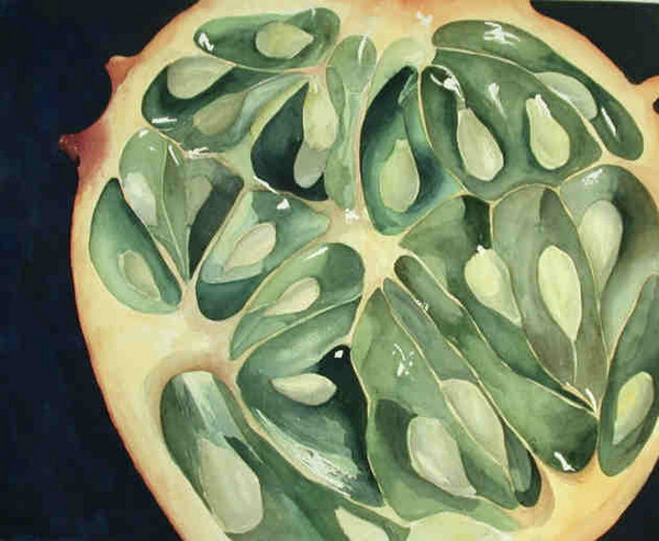 Horned Melon Cross Section #23