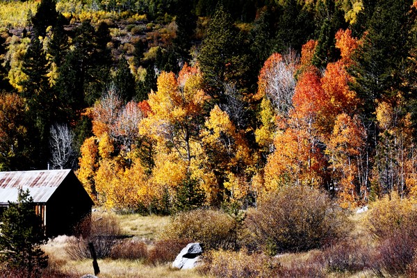 Cabin in Fall Colors