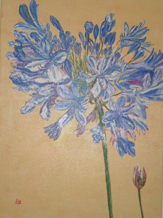 AGAPANTHUS