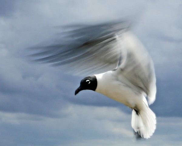 On the Wing