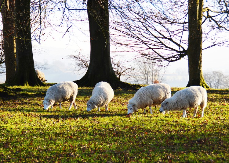 Sheep in the winter sun 
