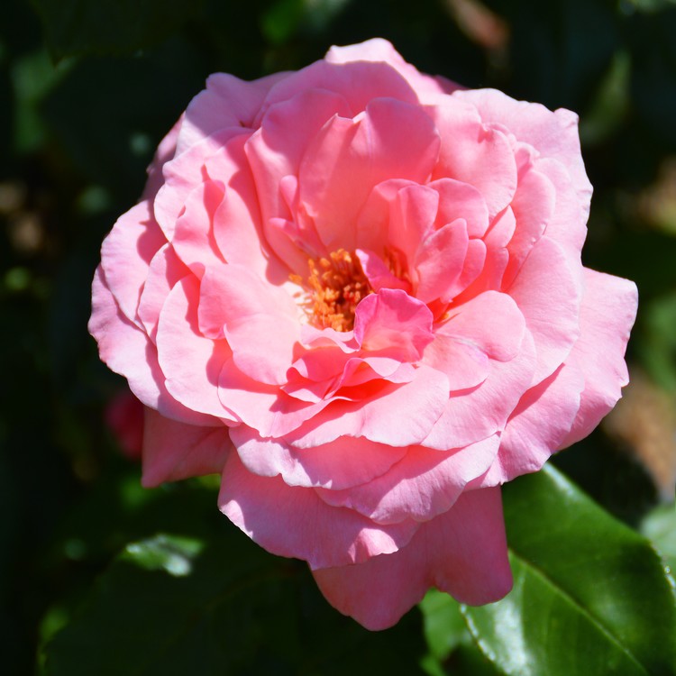 Pink rose 