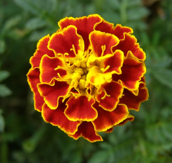 Circle of Flame