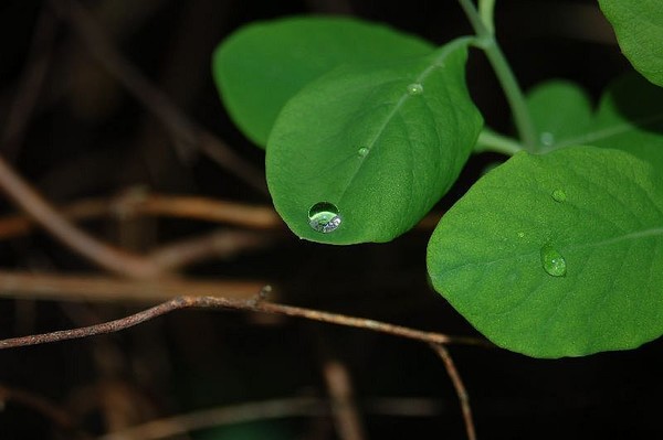 after the rain
