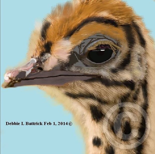 Baby Ostrich