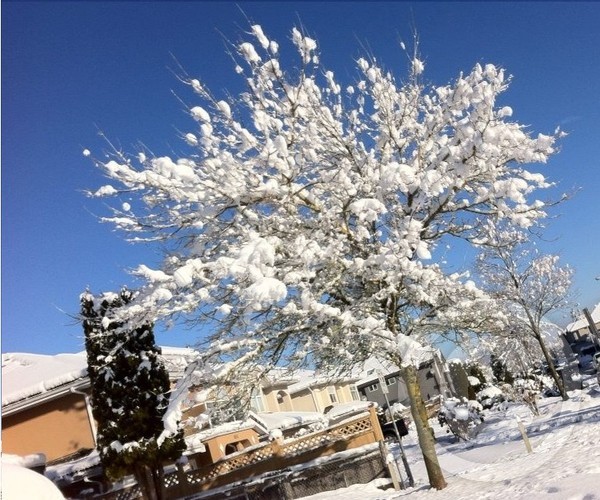 A SNOWY TREE