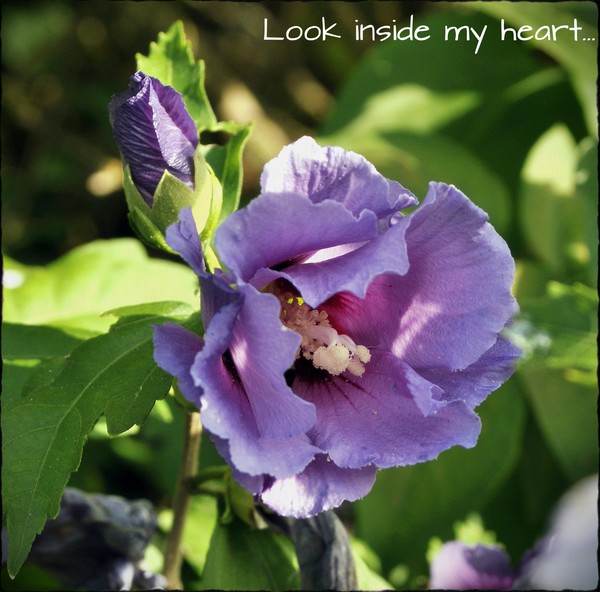Look inside my heart...