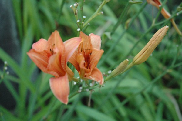 In Bloom