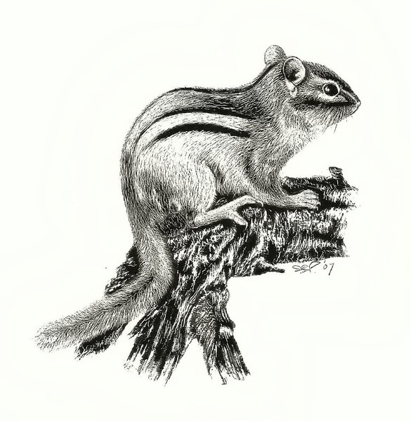 chipmunk on log