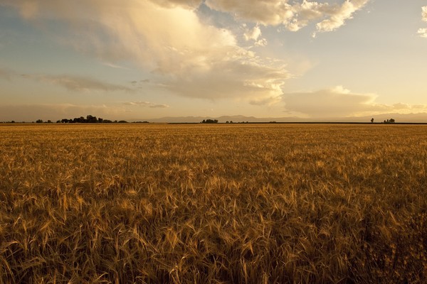 Wheat Fields And Lullabyes