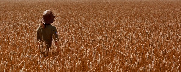 Walking amongst the wheat
